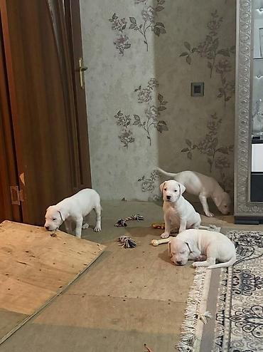 quba heyvan satisi: Doq, 2 ay, Peyvəndli, Ödənişli çatdırılma — 2