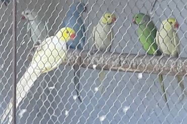 Ptice: Mali Aleksandri - papagaji Mali Aleksandri na prodaju, velik izbor