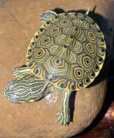 русская серая кошка: Молодая водная черепаха с ярким орнаментом панциря (узоры в виде колец