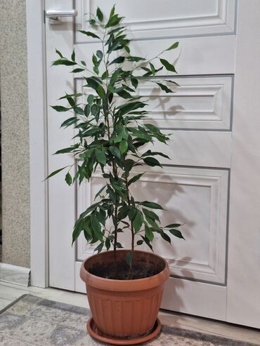 Фикусы: Срочно срочно не дорого каждая по 1500 сомов. Продаю комнатные — 6