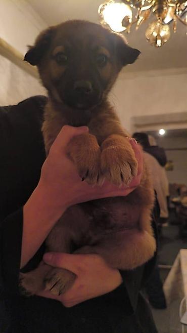 Отдам даром собаку: ПРИЮТ СОБАЧЕК большой выбор много красивых щенков и умных собак. ВСЕ — 25