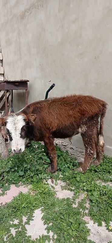 Dana, buzov: Satılır: balaca dana - Cins: qarışıq (qəhvəyi bədən, ağ-al rəngli — 8