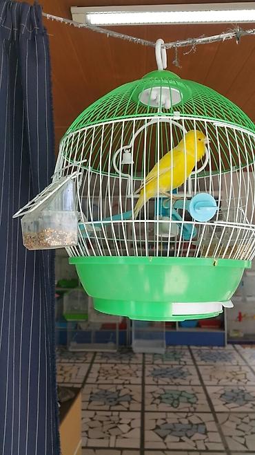 Птицы: Канарейки, попугаи, амадины, голуби! По адресу Абдрахманова315 — 3