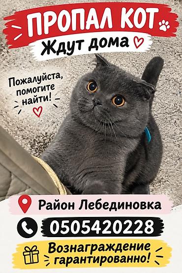 грей: Пропала : Британская короткошёрстная, Серый — 1