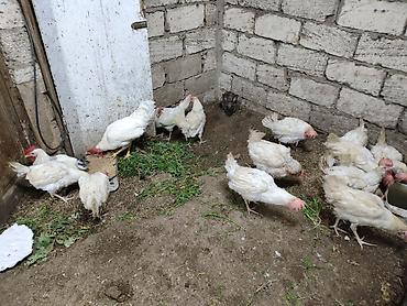 yumurtlayan toyuqlar satilir: Toyuq, Yumurtalıq — 5