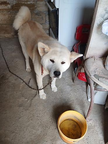 Akita-inu, 1 il, Peyvəndli