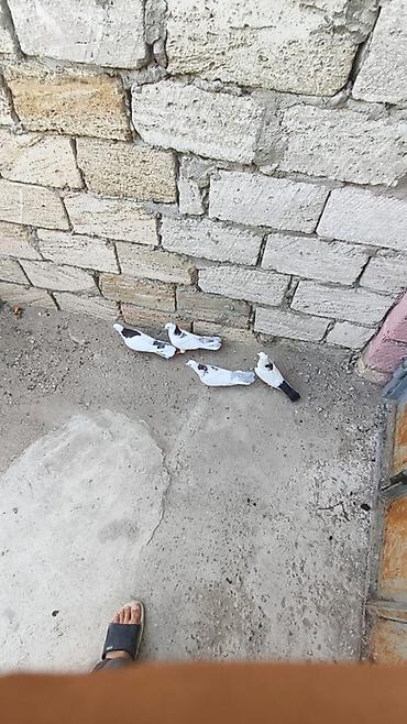 goyercin type 1: Hazır cüt boynu güllülərdi 4dü 50m — 1