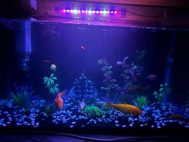 Akvariumlar: Dördbucaq akvarium, Balıqlarla birlikdə, 90 l — 2