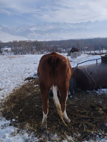 Коровы, быки: Продаю | Корова (самка) | Для молока | Привязанные — 10