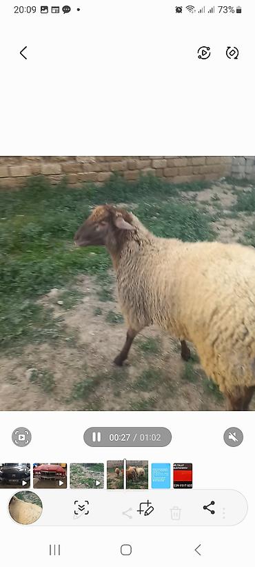 Quzu: 5 baş quzular öz Həyətimin Heyvanlaridir — 10