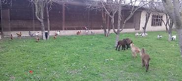 Torpaq sahələrinin satışı: Kənd təsərrüfatı — 2