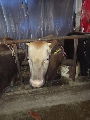 Коровы, быки: Продаю | Тёлка | Для разведения | Нетель — 4