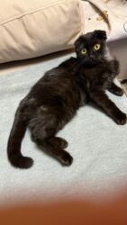 хочу купить кошку: Скотиш Фолд (Шотландская вислоухая), 6 месяцев, Девочка, Черный, Приучена к лотку