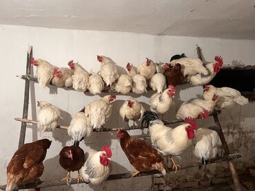 ящики для одежды: Продаю кур несушек Возраст 7 месяцев Несутся ✅ Количество 30шт