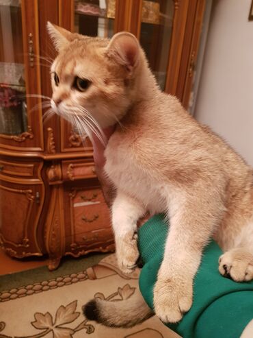 Pişiklər: Qızıl şinşilla, Erkək, Dişi — 5