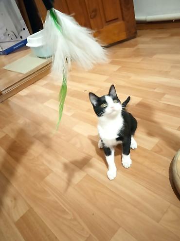 котятя: Котёнок кошечка — чёрно-белые «смокинги» и полностью чёрная кошка — 3