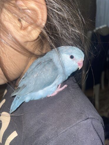 pişik şekli çekmek: Məhsul: Ev quşu – mavi tonlarda kiçik papuqay (parrotlet/lovebird
