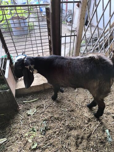продаю дойных коров: Продаю | Коза (самка) | Битал | Для молока | Племенные
