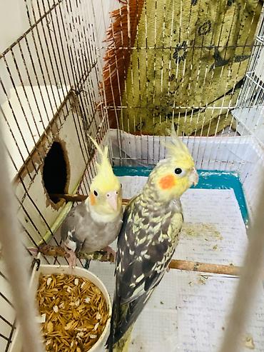 quş: Nimfa (cockatiel) cütü – daraqlı, yanaqları narıncı ləkəli, boz-ağ — 3