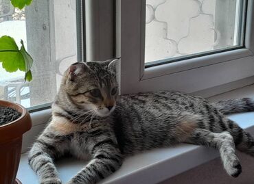 шатланская кошка: Отдам в добрые руки кошку. Возраст 10 месяцев, к лотку приучена, все