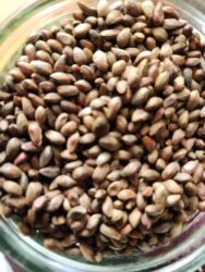 Toxumlar: Thuja toxumları, sərv, Arizona sərv, mavi thuja, qərb thuja və şərq — 9