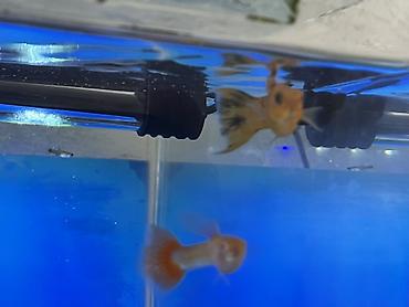 Balıqlar: Sülhsevər, Ödənişli çatdırılma -da lalafo.az — 14 Balıqlar: Sülhsevər, Ödənişli çatdırılma — 14