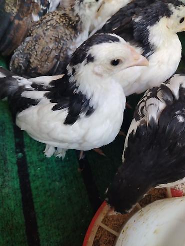 Toyuqlar: Toyuq, Milflör, Damazlıq — 8