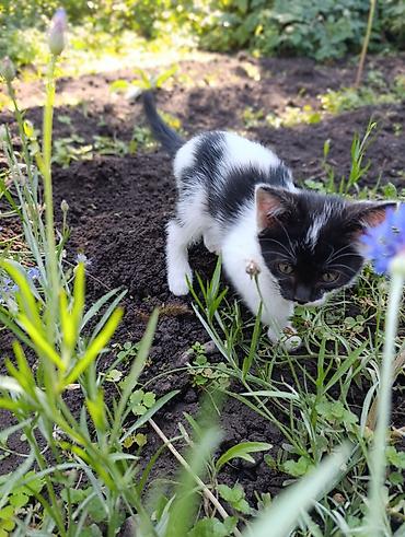 Отдам даром кошку: ❤️Отдам в добрые руки милых и ласковых котят. Окрас черно-белый и — 8