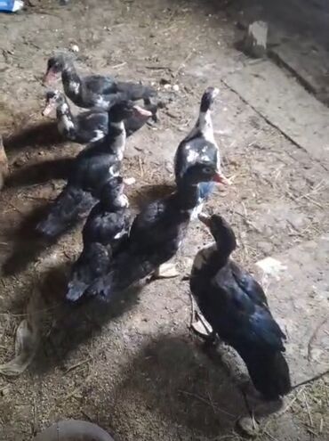 heyvanlara verilen xususi adlar: Lal ördey satilir karasnadar sortu saxlamaq ücünde var kesmek ücünde 7