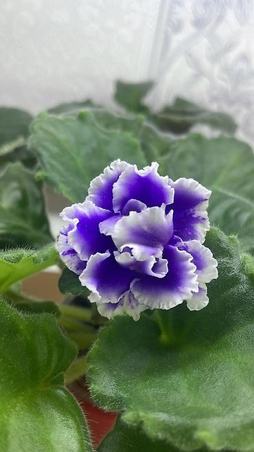 Фиалки и глоксинии: Фиалочки!!! Продам: 1. Укорененные черенки стандартных сортовых — 8