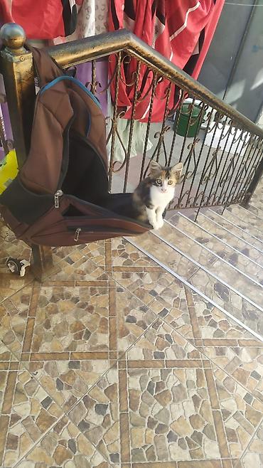 Dişi, Ünvandan götürmə lalafo.az -da Dişi, Ünvandan götürmə