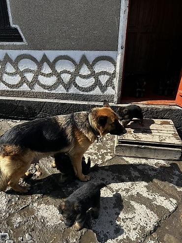 Продажа собак: Немецкая овчарка, классический черно‑рыжий окрас. Плотный подшерсток — 8