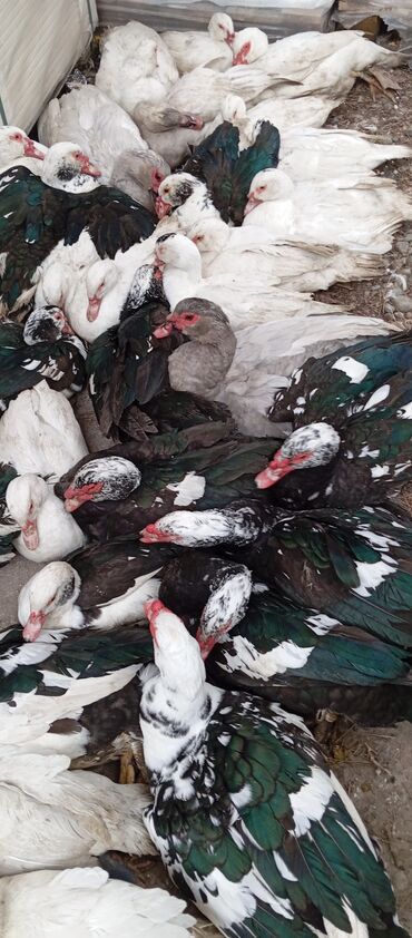 Ördəklər: Təcili satılır.Real alıcılar əlaqə saxlaya bilər — 27