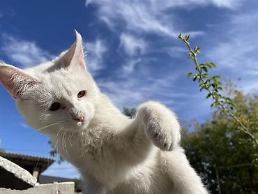 кошка 124: Отдаю котят 2 мес 2 мальчика 1 девочка район кок жар жилмассив — 1