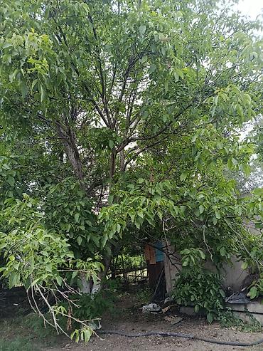 6 соток: Продам незавершённое строение по адресу село Гроздь, улица Садовая — 7