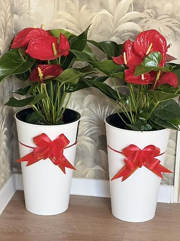 Антуриум (Anthurium andreanum) в декоративном кашпо - Яркие