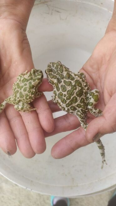 фильтр для аквариума: Yaşıl ləkəli qurbağalar – terrarium üçün maraqlı və rəngarəng