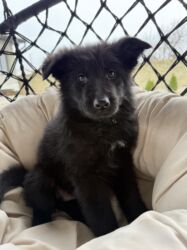 купить собаку породистую: Немис овчаркасы, 2 айлык, Эркек, Эмделген, Ит тегин тастыктоочу документ