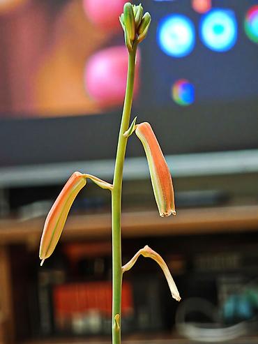 hilba bitkisi: Hibrid aloe "Tiki tahi". Ölçülər- hündürlük bitkinin özü 20 sm, qabla — 7