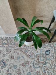 Buket güllər: Elan başlığı: Драцена 15 ман Təsvir: Drasena (Dracaena) otaq bitkisi