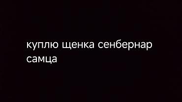Иттер сатылат: Ищу к покупке щенка сенбернара, кобеля — 1