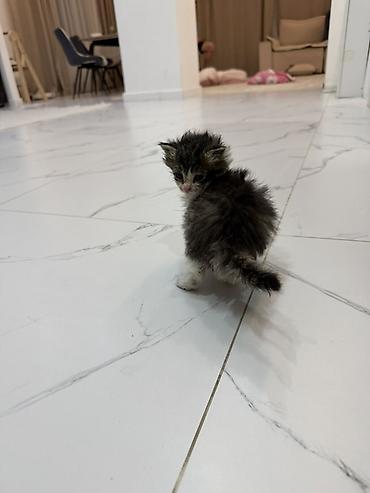 кошки серые: Котята, домашние. Пушистые малыши с мягкой шерстью: один тёмный — 2