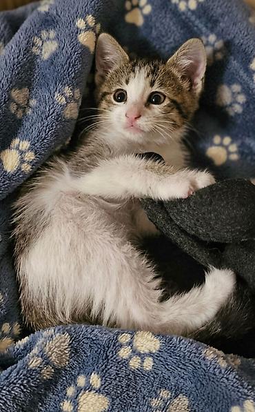 котёнок в добрые руки: Самец, В добрые руки, Бесплатная доставка — 2