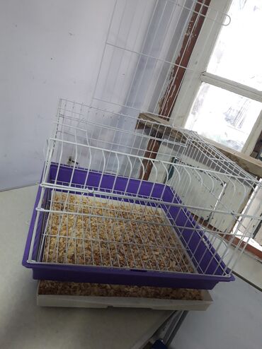 Qəfəslər: Etrafli vp 051 494 09 86 Qefeslerin her biri satişda var qefes bitende — 11