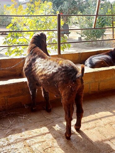 Keçi, çəpiş: 3üdə bir yerdə satılır, 1 erkəy 2 dişi marağlanan yaza bilər — 3