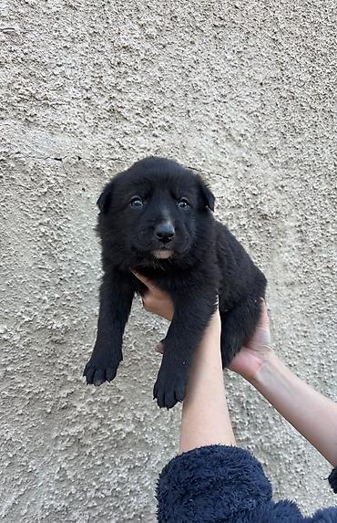 коне корсе: Отдам щенков в добрые руки 🐶❤️ Родились 4 октября. 5 мальчиков и 1 — 5