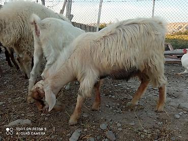 Heyvanlar: 2 baş Sani 2 baş Hələb.tam sağlam hündür heyvandır yanında 4-5aylq — 6