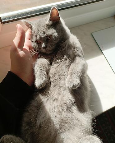 cat ruletka: Şotland, Dişi, Ödənişli çatdırılma, Ünvandan götürmə — 2