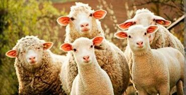 работу пастуха: Требуется Пастух, Оплата Сдельная