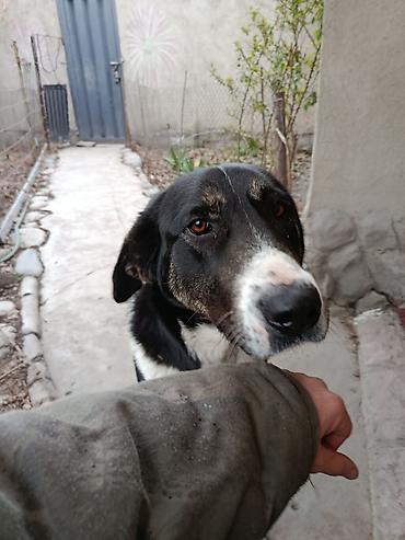 Другая автоэлектроника: Продаю контроллер 96-120 v 8- 15 kw с программным обеспечением,ЭБУ — 6